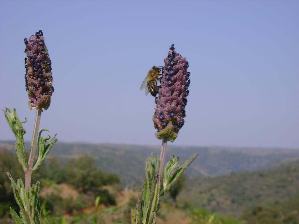 Herdade De Vale Covo - Agroturismo Mertola Bagian luar foto